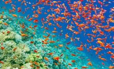 İstanbul Kalkışlı Piramitlerden Kızıldenize Kahire Sharm El Sheikh Turu