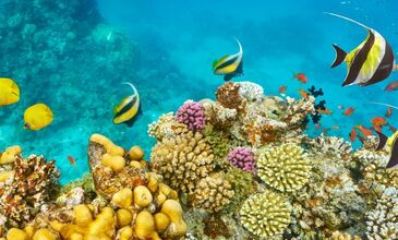 İstanbul Kalkışlı Piramitlerden Kızıldenize Kahire Sharm El Sheikh Turu